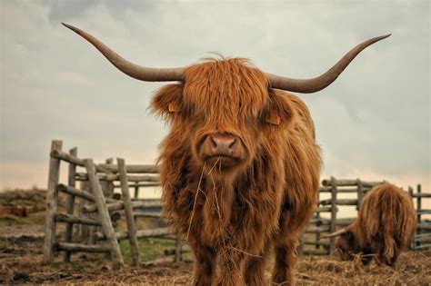 highland cow wallpaper|free printable highland cow images.